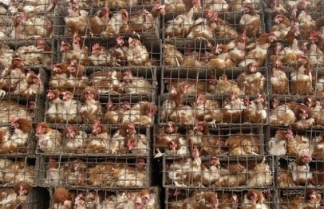 Chickens in a Cage