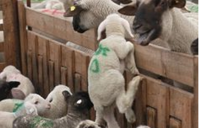 POATS Group of Lambs