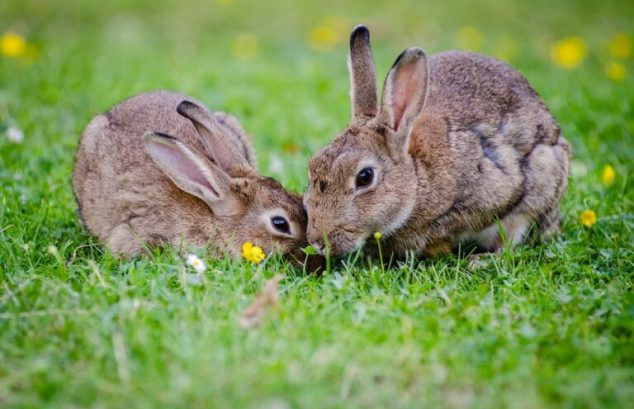 Rabbit