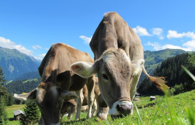 POATS Cows