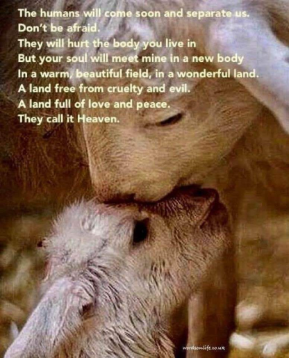 POATS Humans Separate Us