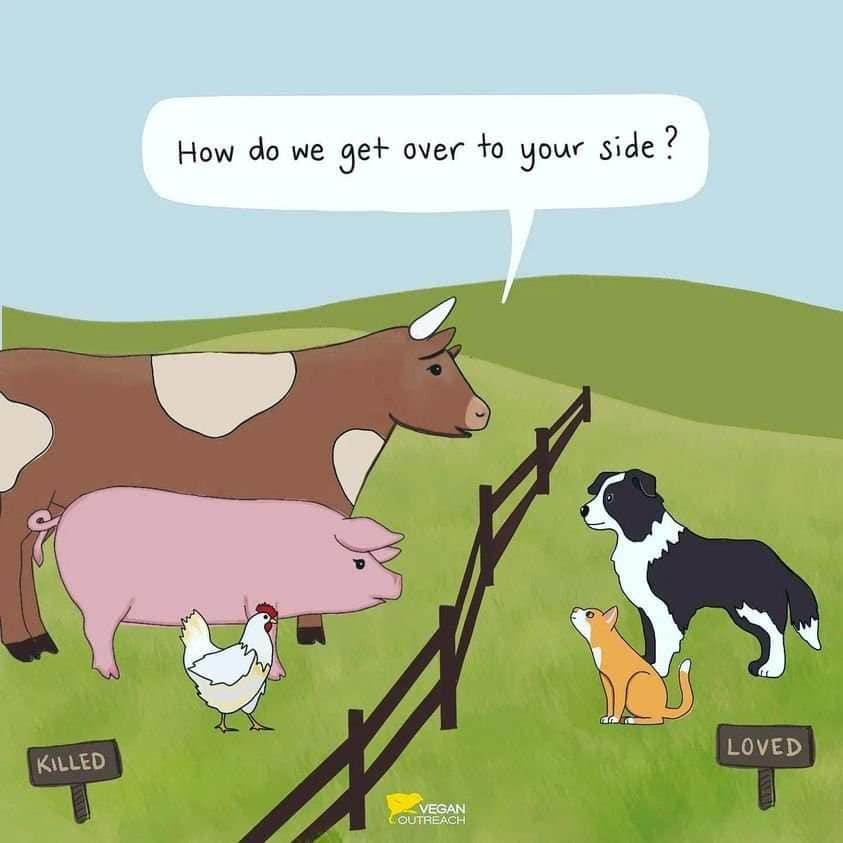 animals