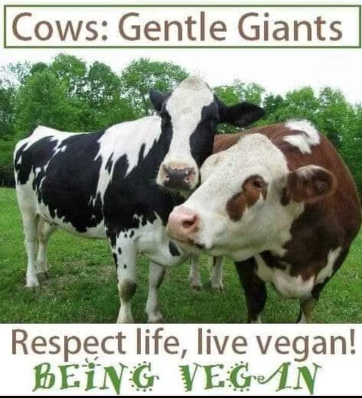 cows
