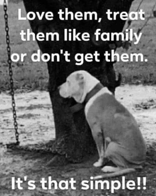 Dog Chained