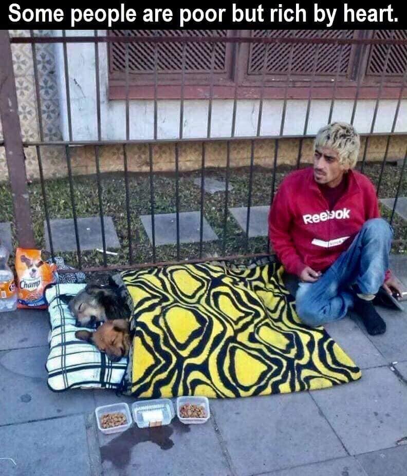 Dogs Sleep on Sidewalk
