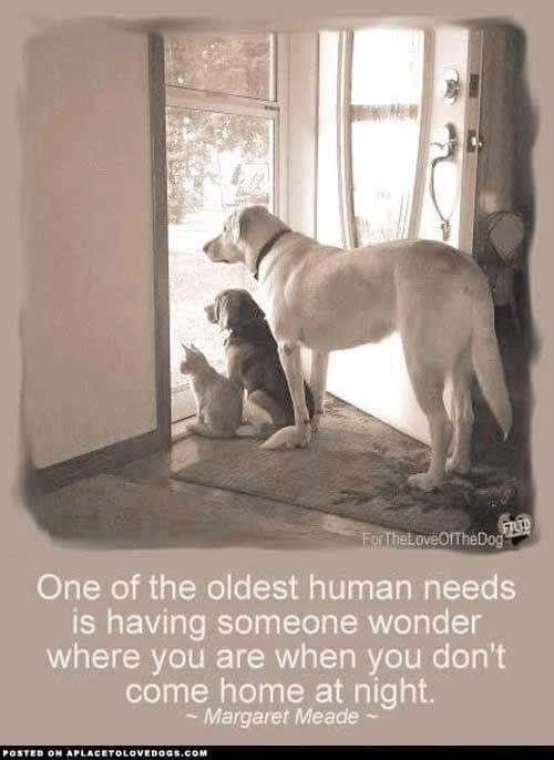 dogs