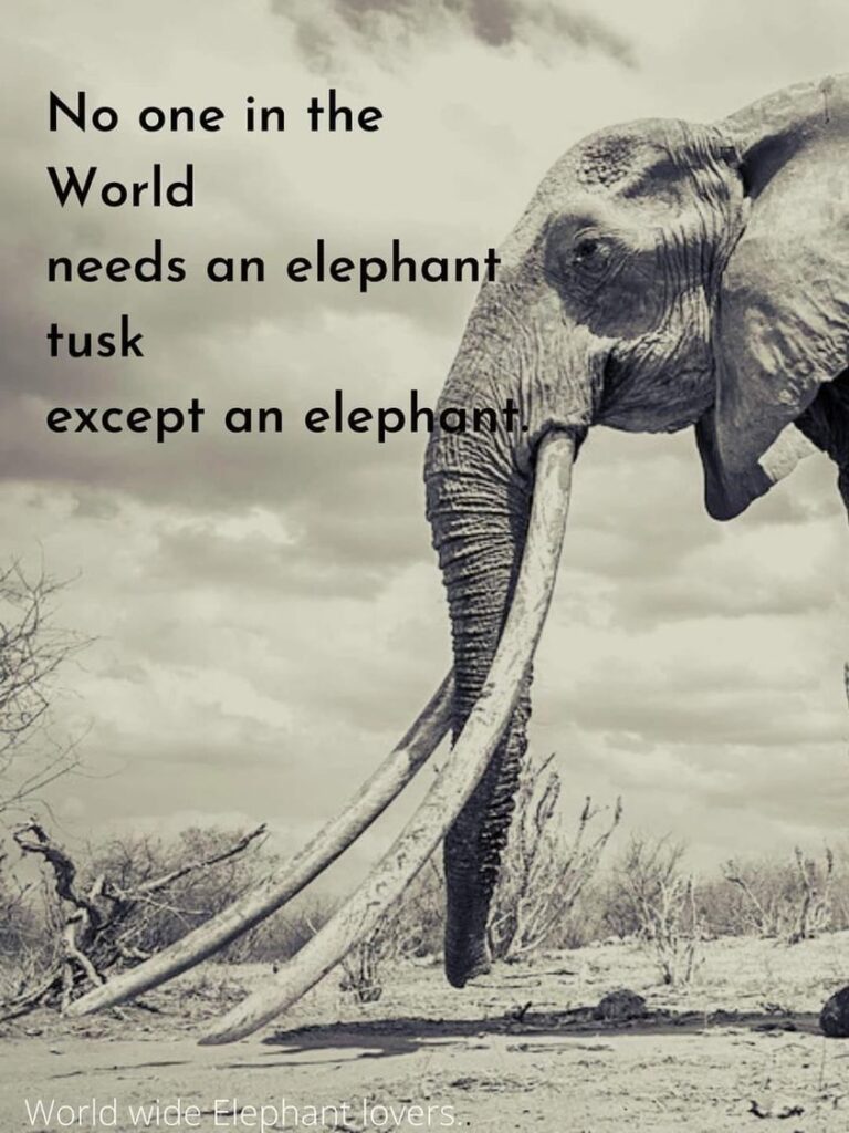 Elephant Tusks