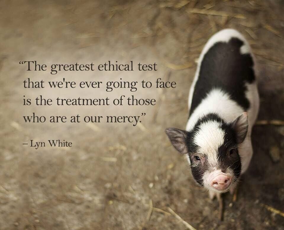 Pig