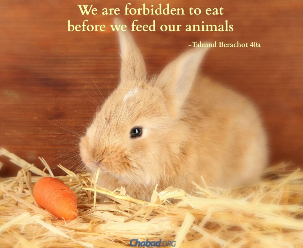 rabbit