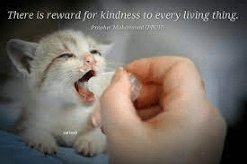 kitten