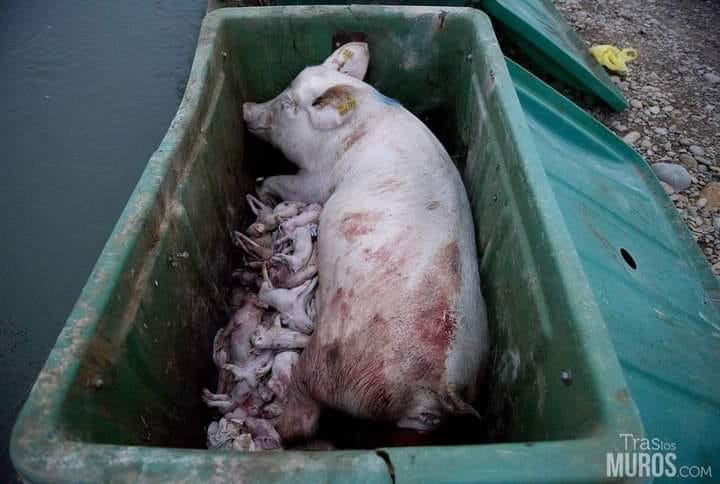 Pig Babies in Trash Bin