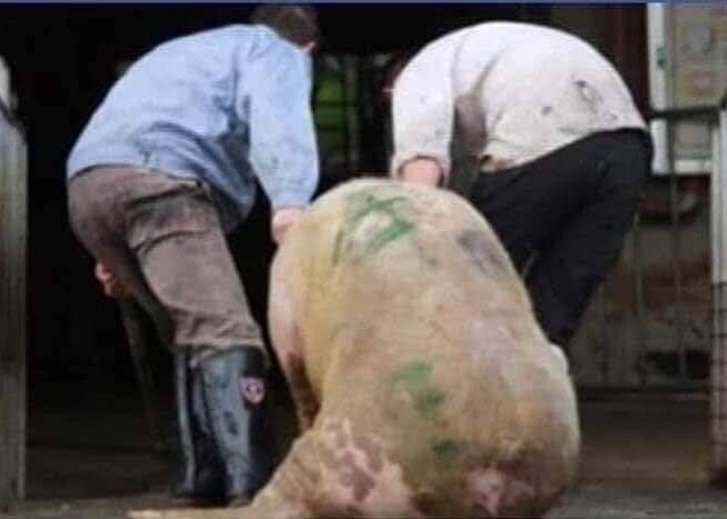 Pig Slaughter Dragged