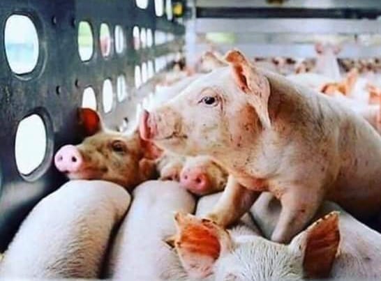 Pigs