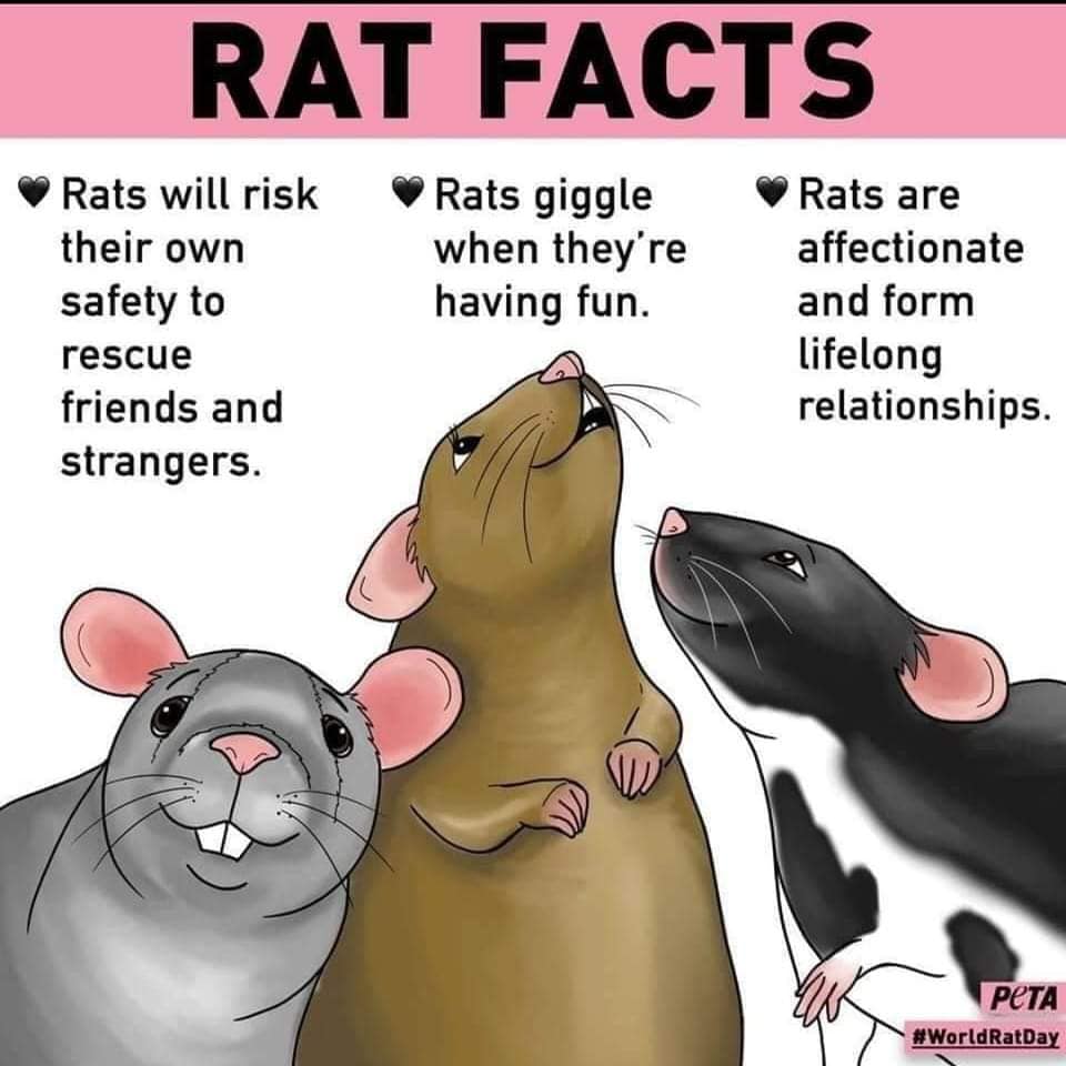 Rat Facts