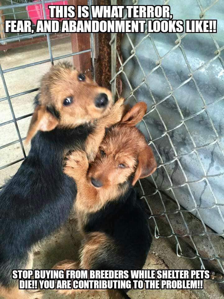 fear dog