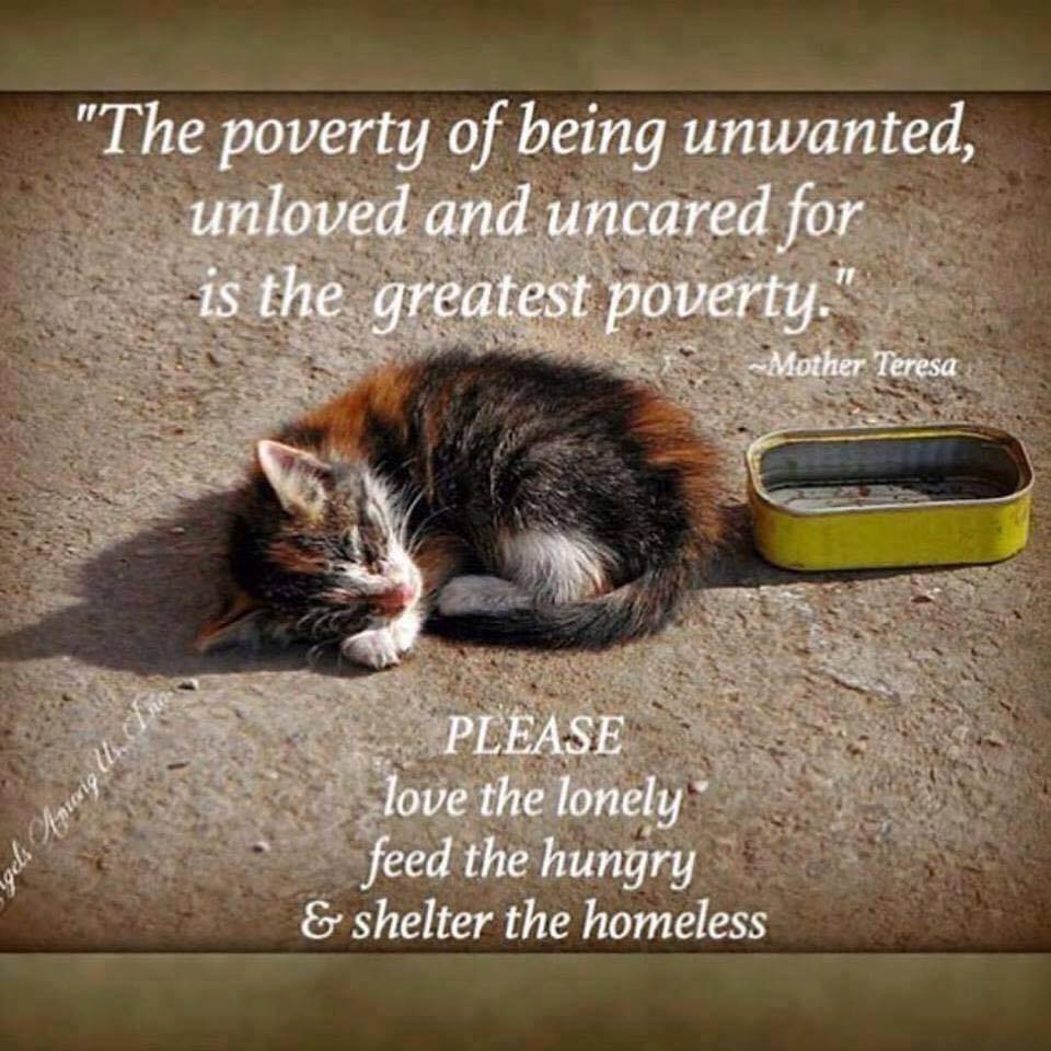 Unwanted Kitten