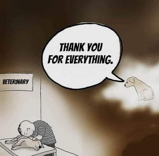 Vet Thanks For Everything