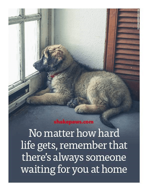 dog waiting