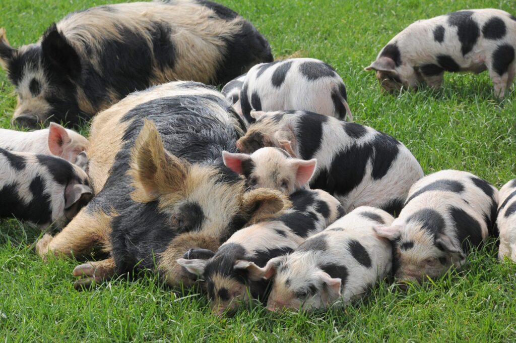 Pigs
